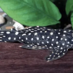 Solange Der Vorrat Reicht Rüsselzahnwels (L 007/ L29 Leporacanthicus galaxias)